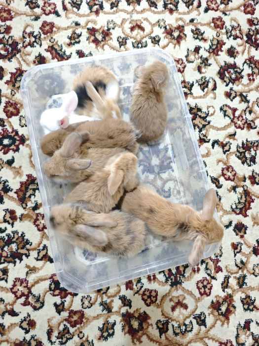 Куён сотилади баран