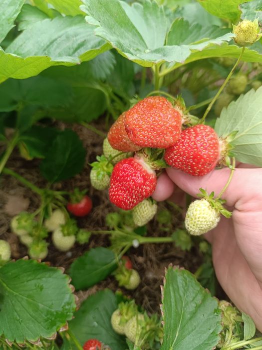 Продам рассаду клубники