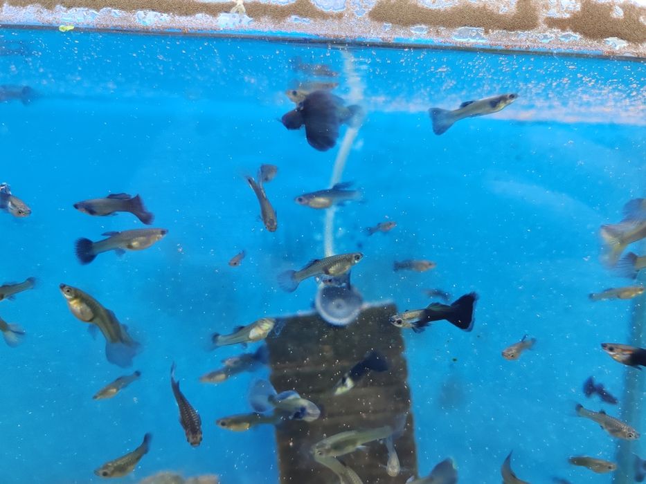 Pestisori de acvariu-exotici (gupy, cory, xipho, molly , platy, etc)