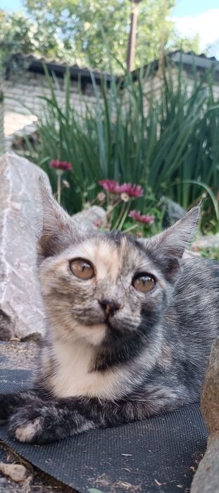Котёнок девочка.