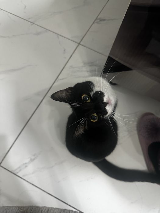 отдам котика в добрые руки