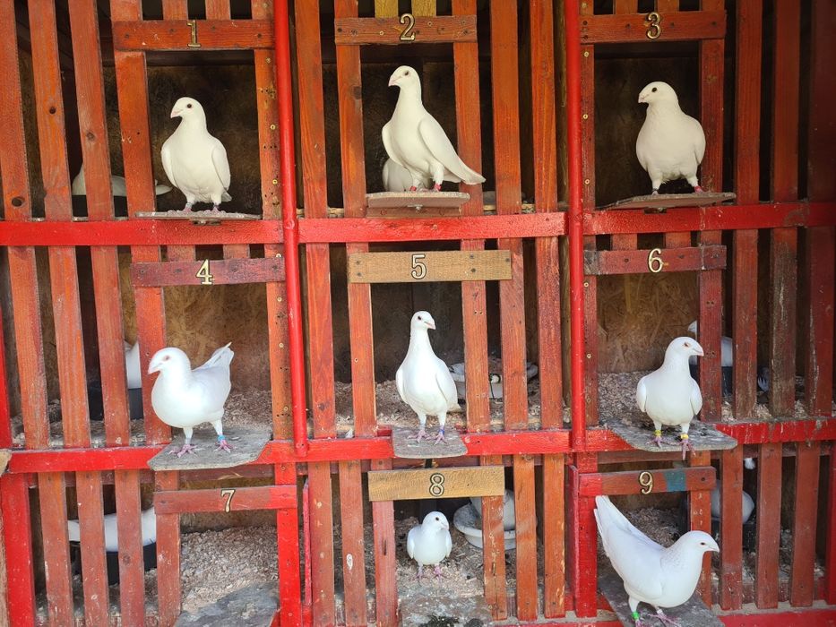 Pui voiajori albi 2026 și Maturi