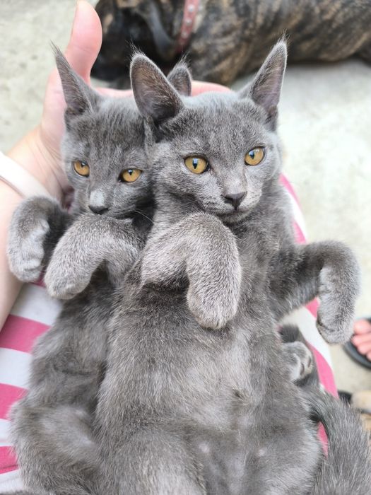 Отдам котят в хорошие руки