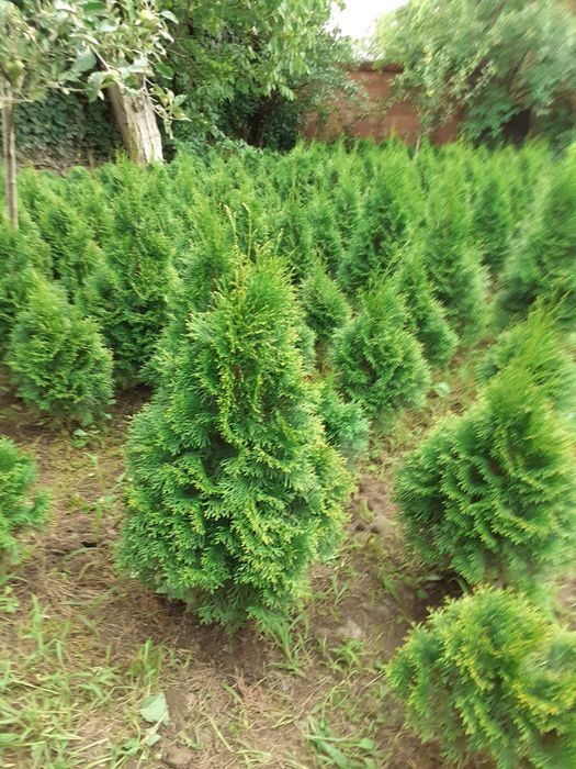 Vând Tuya Smaragd  1 metru înălțime