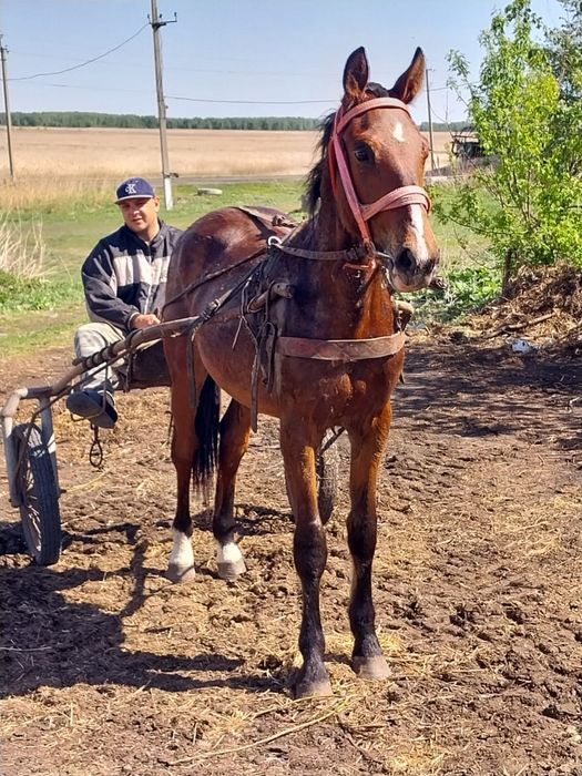 Продам жеребца 2х летний