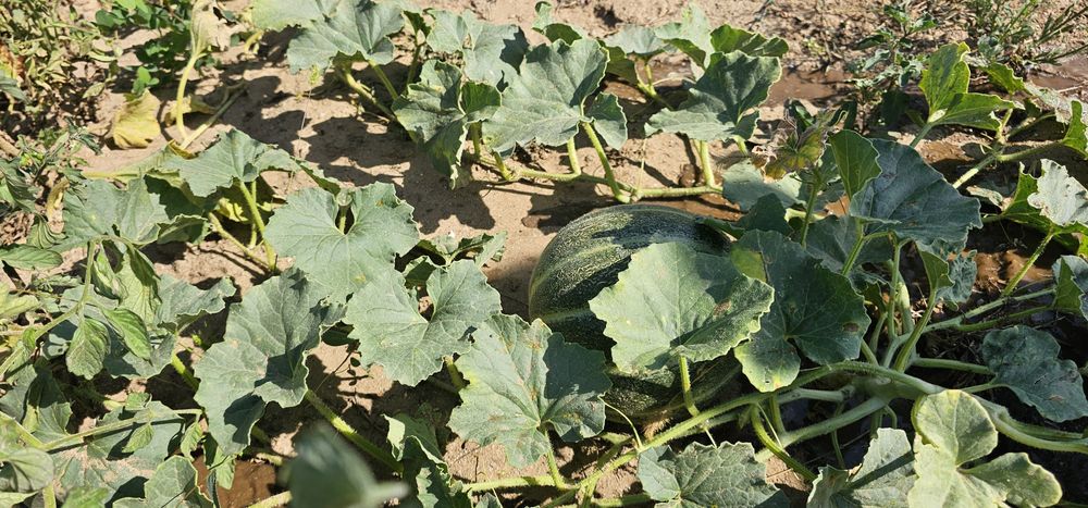 Продава се Къща в Варна, м-т Боровец - север - 30 кв.м за 4234 €/кв.м - Снимка #7