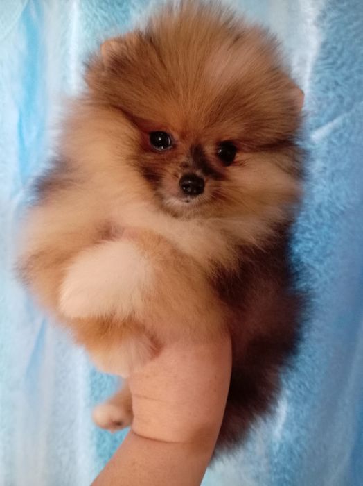 Продам щенков шпица