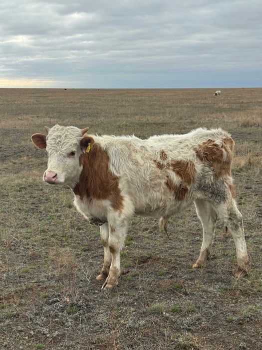 Продаются бычки пароды Симментал
