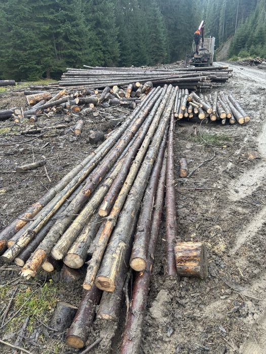 Bile capriori rotunzi pentru constructii