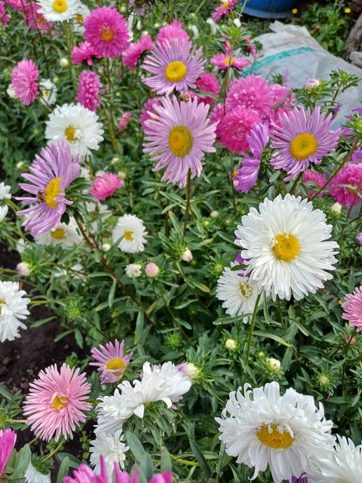 Семена астры разноцветной