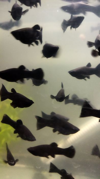 Продаются молинезии оптом по 3000 за ш тотуку