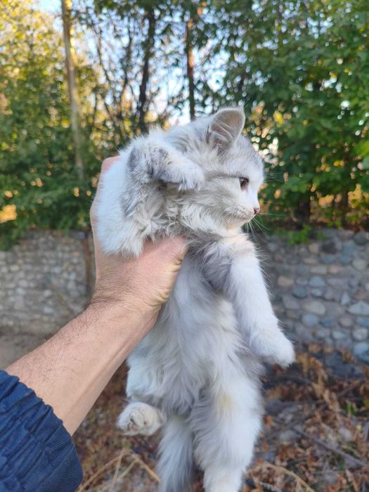 Котята даром в хорошие руки