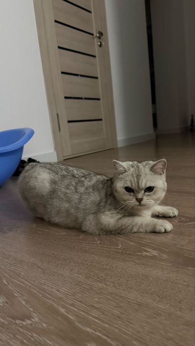 Котенок хорошему руку