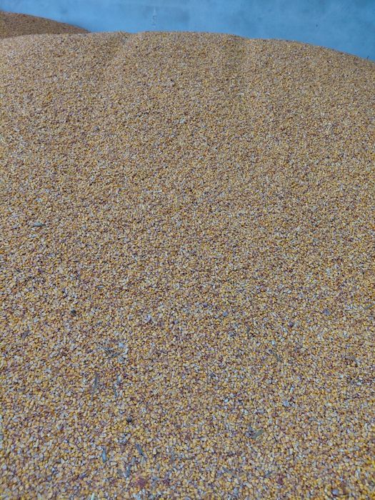 Porumb,Porumb Boabe,Malai la sac