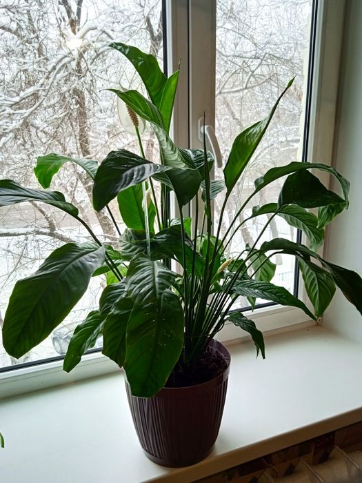 Цветок"Спатифиллум "