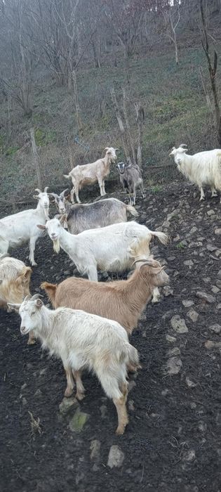 Capre de vanzare 23 Capre și 11 iezi , 400 lei bucata negociabil.