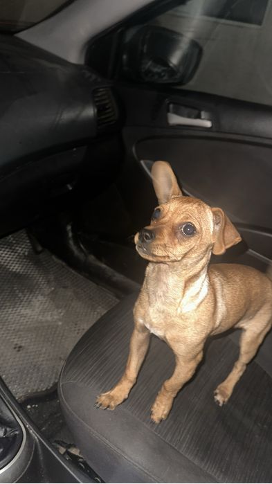 Пропал щенок