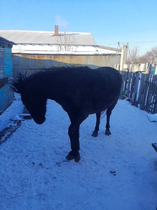 Байтал сатылады соғымға