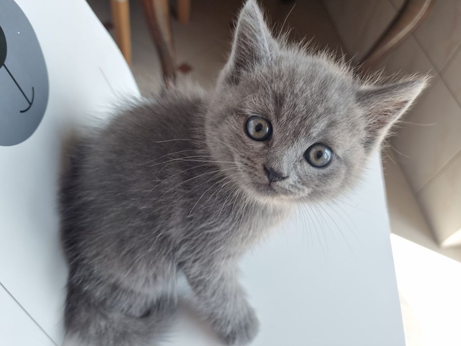 Pui  British Shorthair Blue