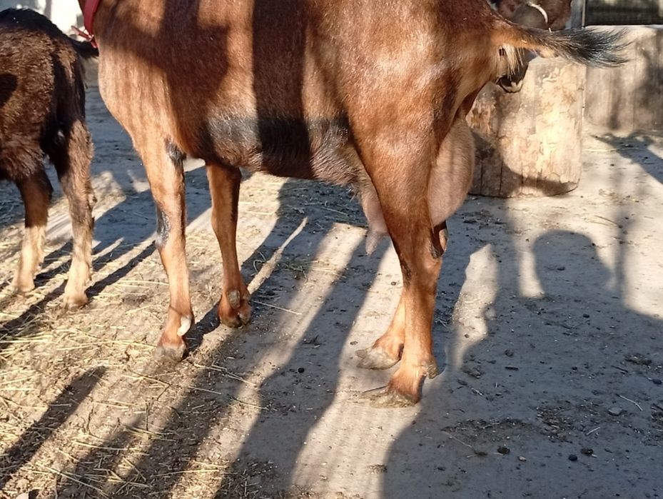 Vând capre alpine franceză originale