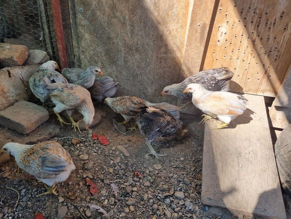 Puicute Araucana de vanzare