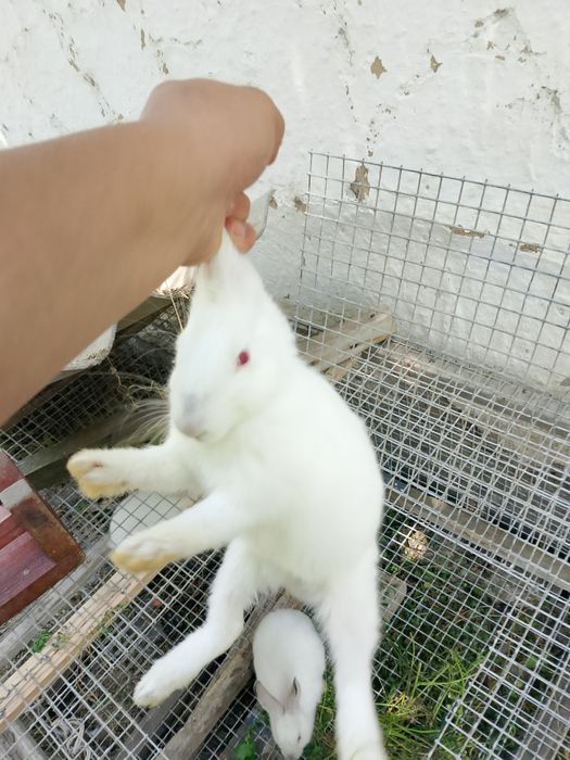 Үй қояндары сатылымда