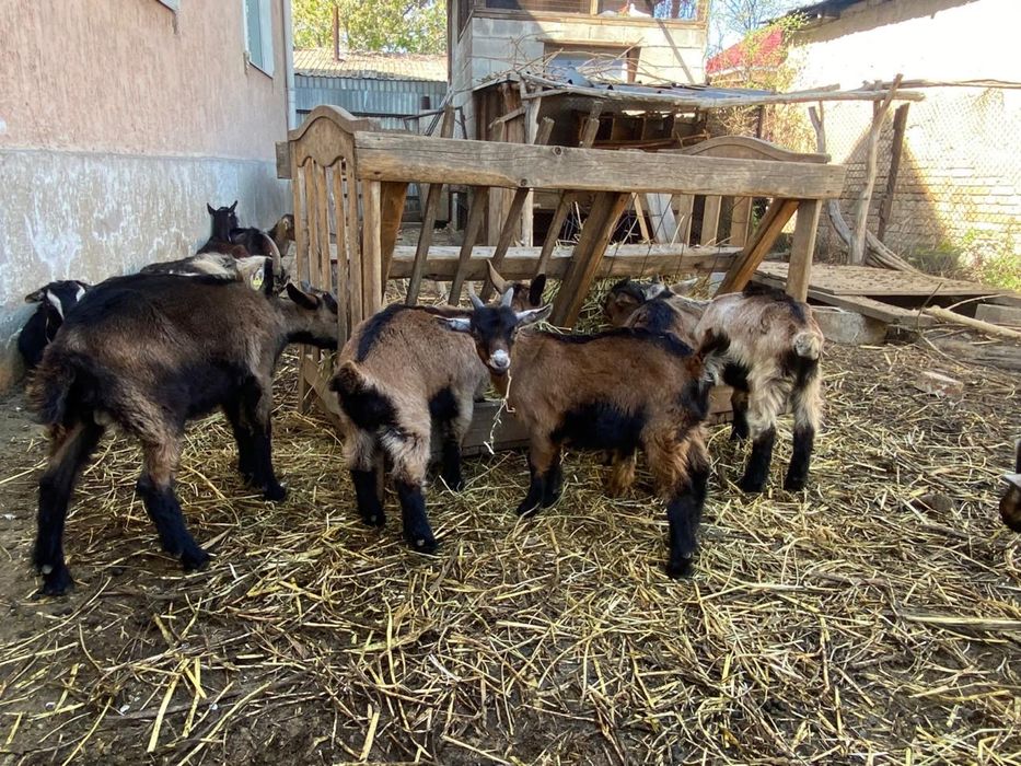 Продаеться козлята