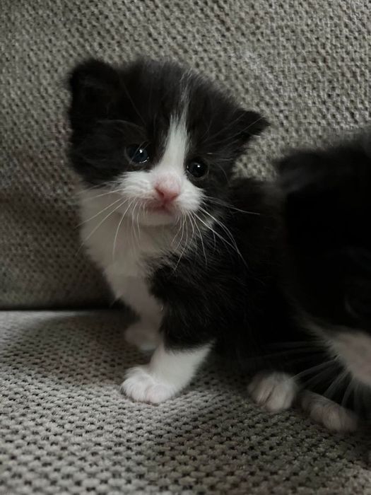 Отдам маленького котёнка