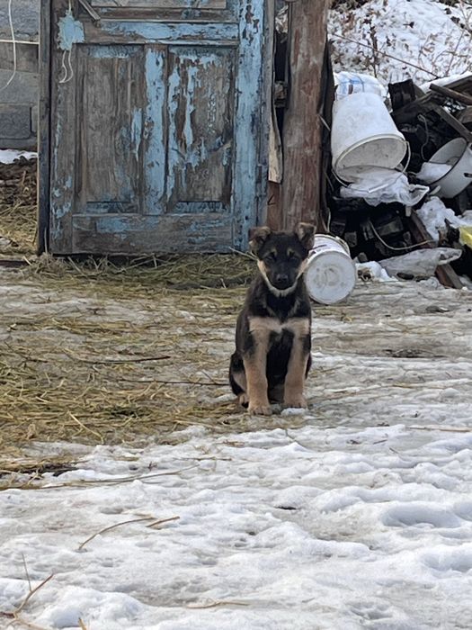 Таза немецкий овчаркалардын күшігін сатам 1 ұрғашы қалды
