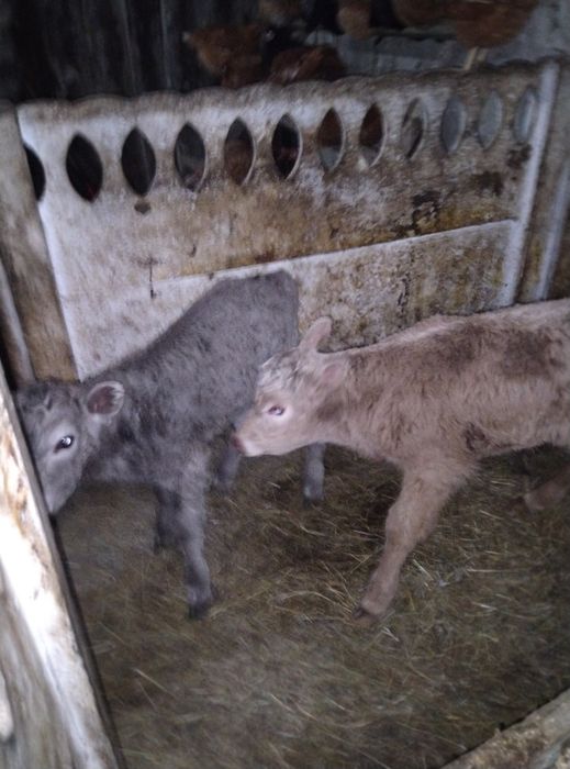 Продам тёлочку и бычка