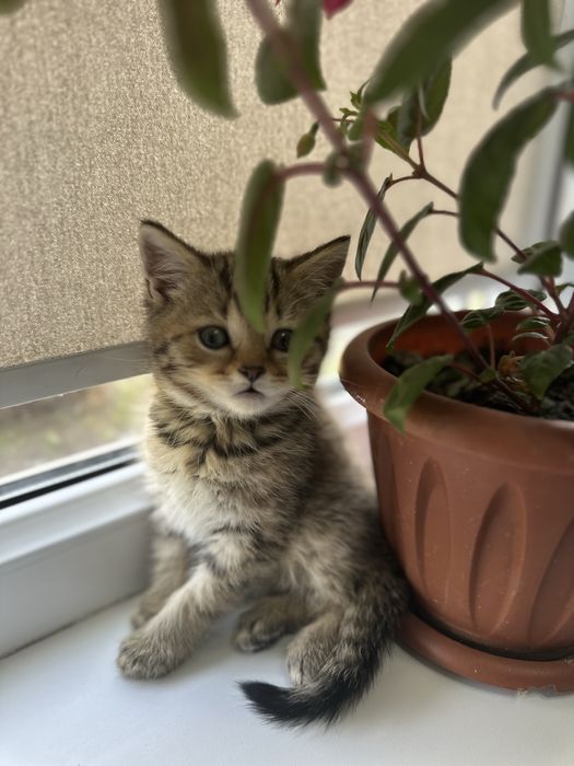 Продам породистого котенка