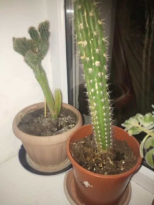 Продаю цветы для дома и офиса