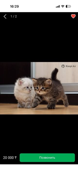 Котёнок скотиш страйт