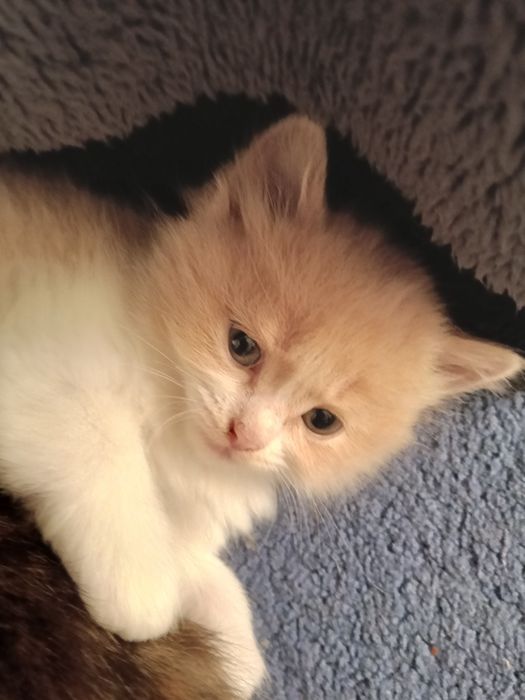 Отдам даром котят
