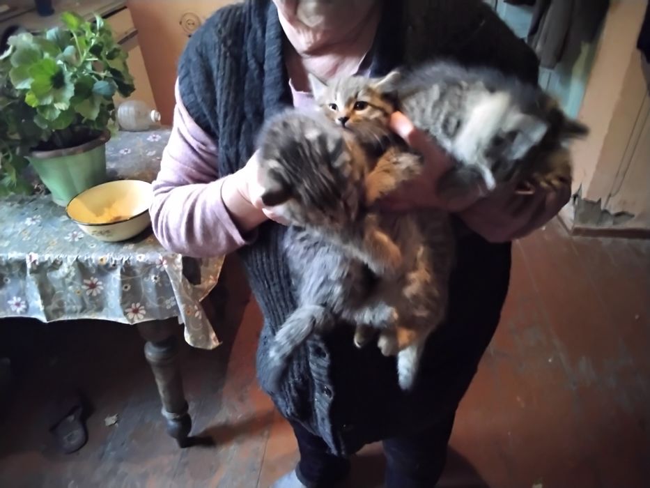 Отдам даром котят