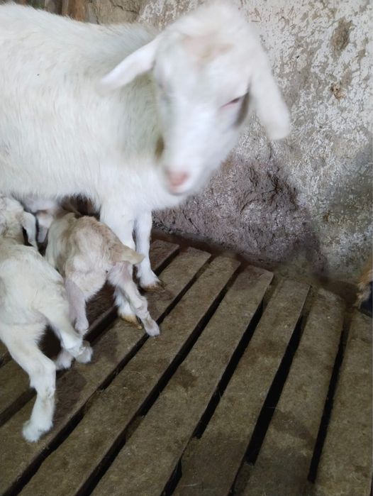 Продается коза с двумя козлятами