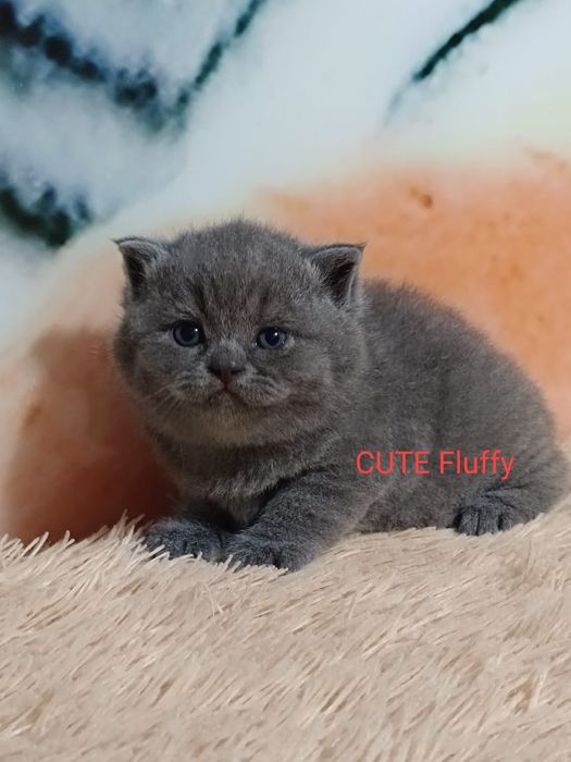 Голубые Британцы