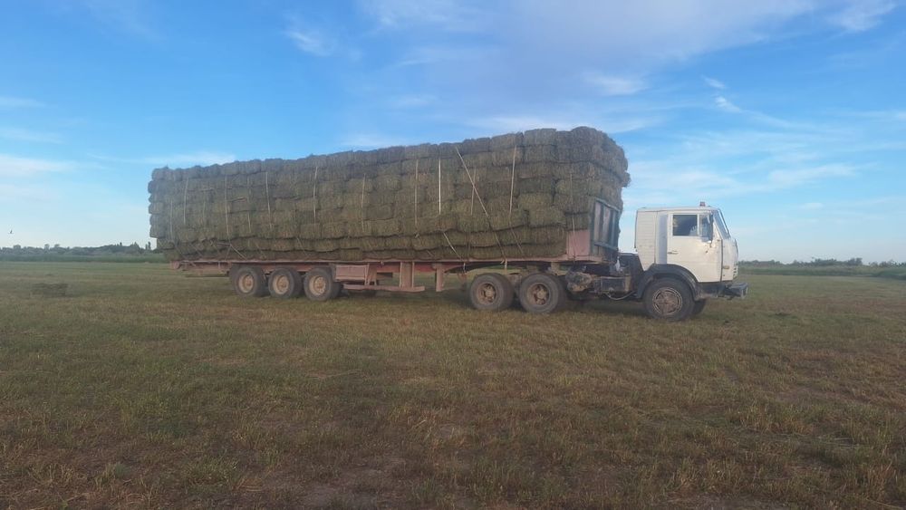 Таза Жоңышқа бар сатылатын 5 мың пресс. Бағасы 900 тг