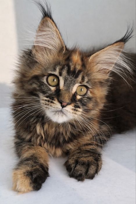 Мейн кун котята