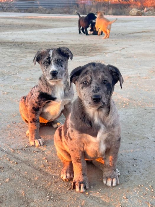 Щенки в добрые руки