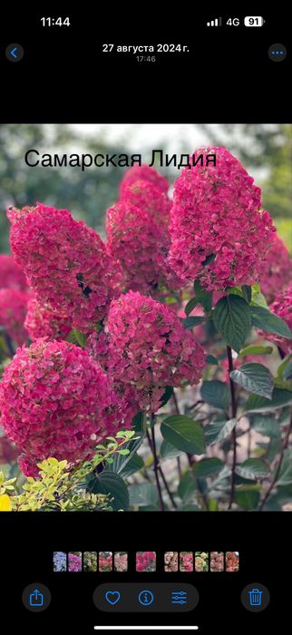 Гортензии метельчатые и древовидные