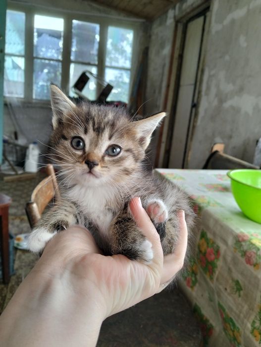 4 котенка ищут новый дом
