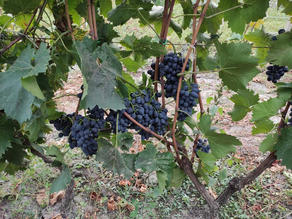 Butași Viță de vie