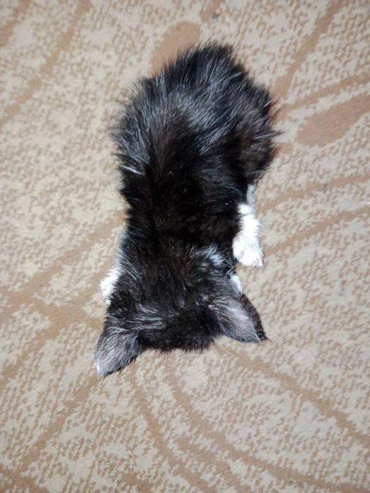 Котята трехцветные срочно бесплатно