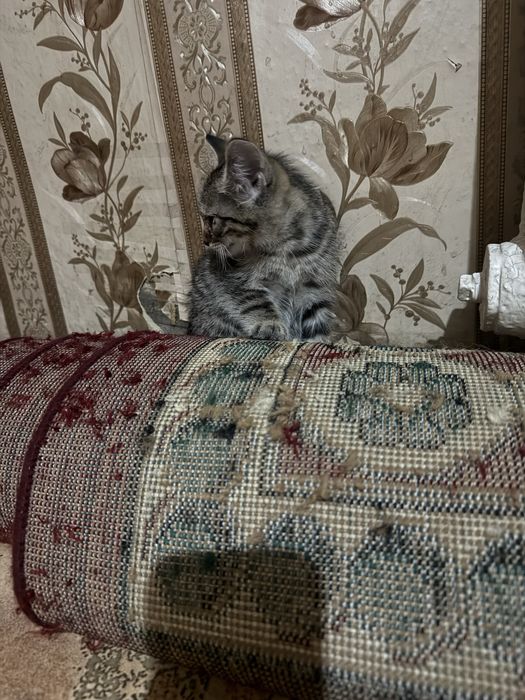 Отдам котят в добрые руки