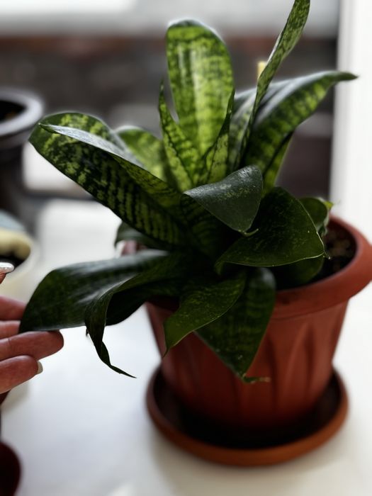 Комнатные растение продам