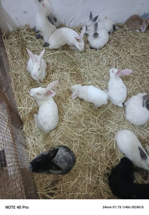 Хар хил турдаги зотли куен болалари