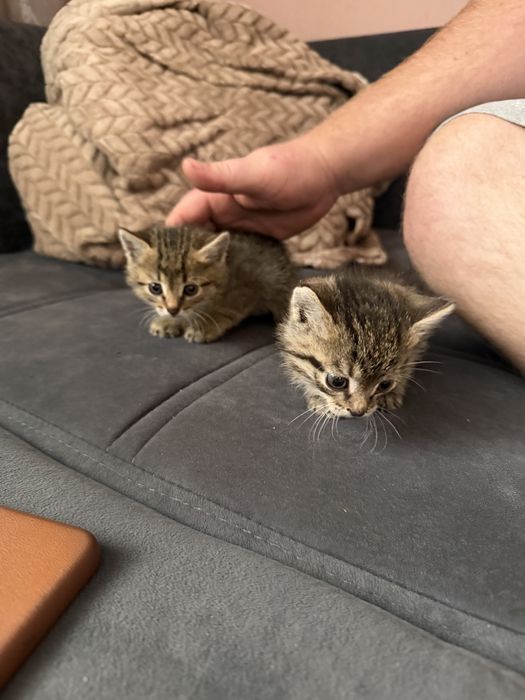Отдам котят в добрые руки