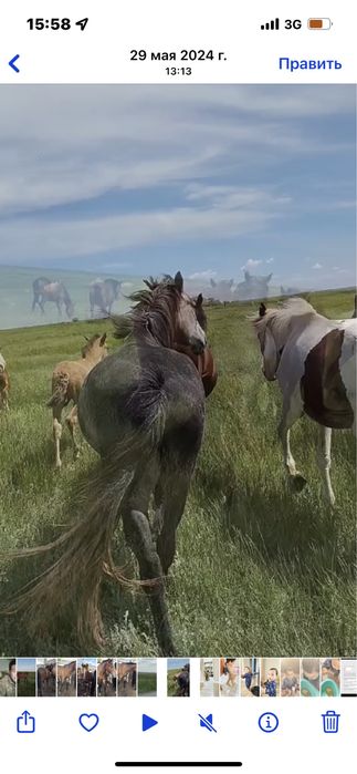 Жылқы еті|мясо канины