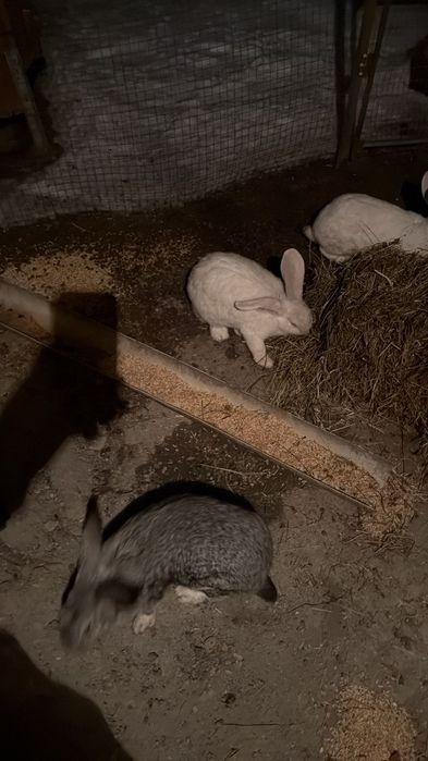 Продам срочно кроликов больших